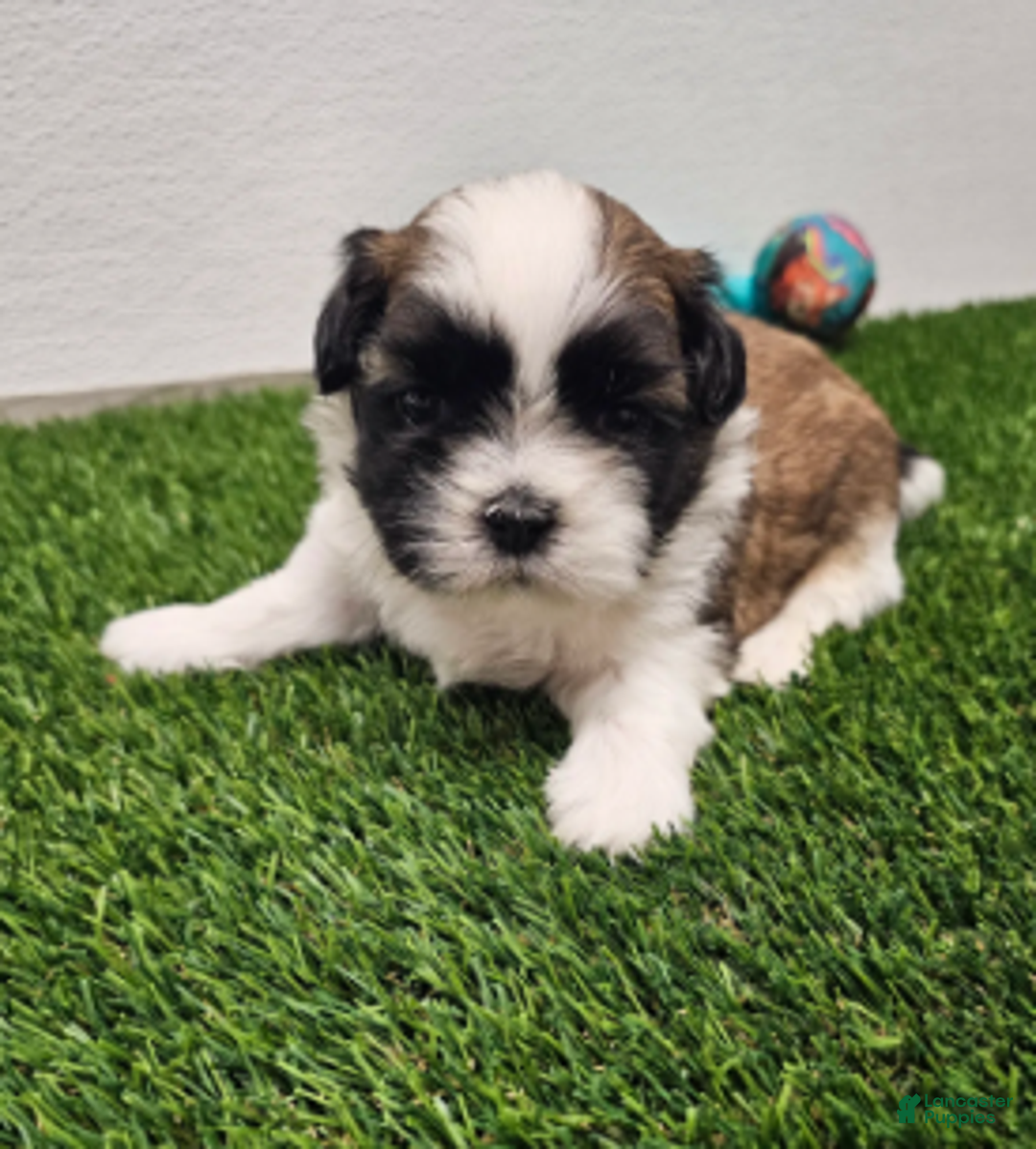 Shih Tzu dogs for sale: Gordon Ckc - Ad 5