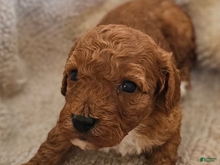 Cavapoo dogs Sally - Ad 16
