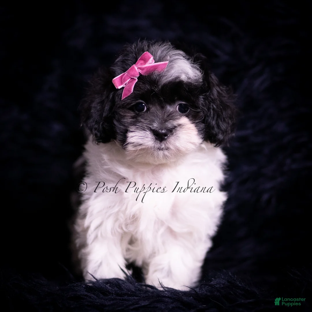 Maltipoo dogs for sale: Lena F1 - Ad 2