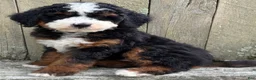 Mini Bernedoodle dogs for sale: 💙IN BOSTON MASSACHUSETTS AREA💙TRADITIONAL TRI COLOR💙MINI BERNEDOODLE BOY💙 - Ad 3