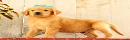 Golden Retriever dogs for sale: Nelson - Ad 1