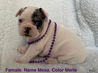 French Bulldog dogs - Ad 31