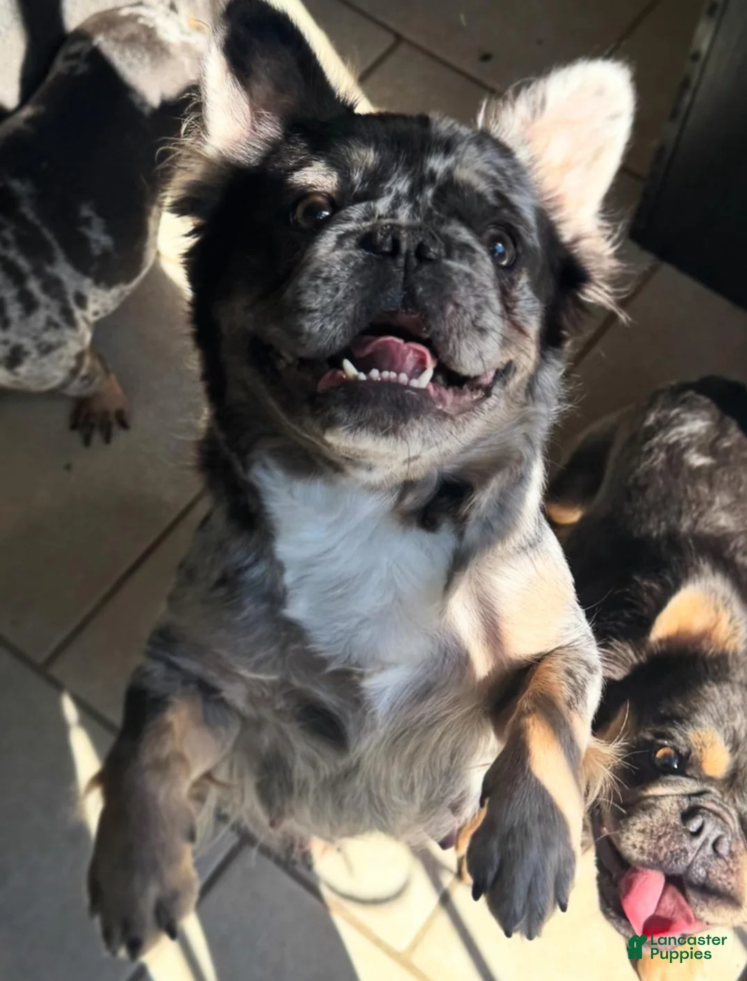 French Bulldog dogs for sale: Big Rope Lilac tan Merle Fluffy Male  - Ad 21
