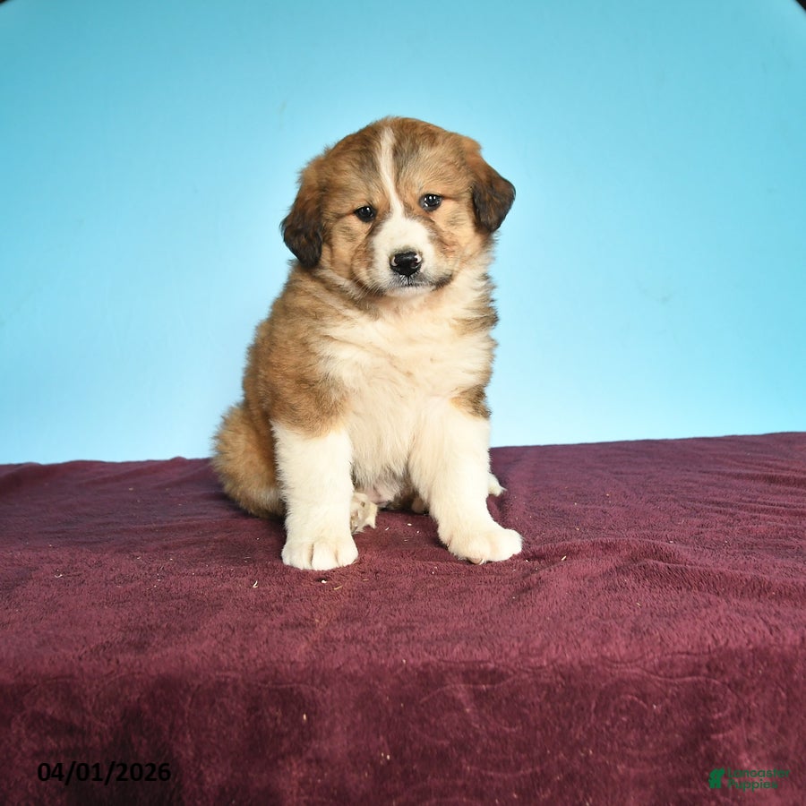 Mixed Breed dogs Chocolate - Ad 1
