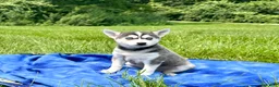Alaskan Klee Kai dogs for sale: Alaskian ❤️ICA Reg❤️ - Ad 2