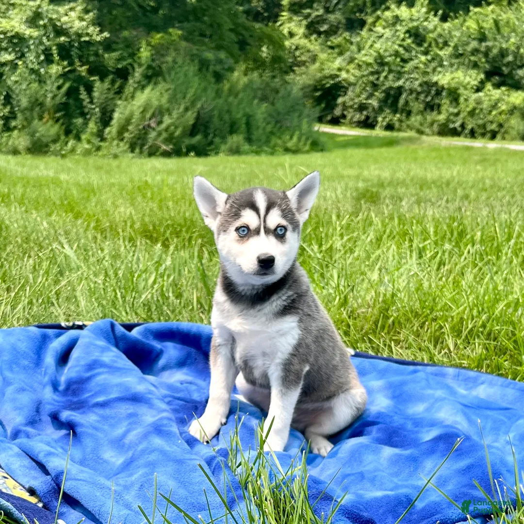 Alaskan Klee Kai dogs for sale: Alaskian ❤️ICA Reg❤️ - Ad 2