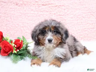 Mini Bernedoodle dogs Ellie - Ad 10
