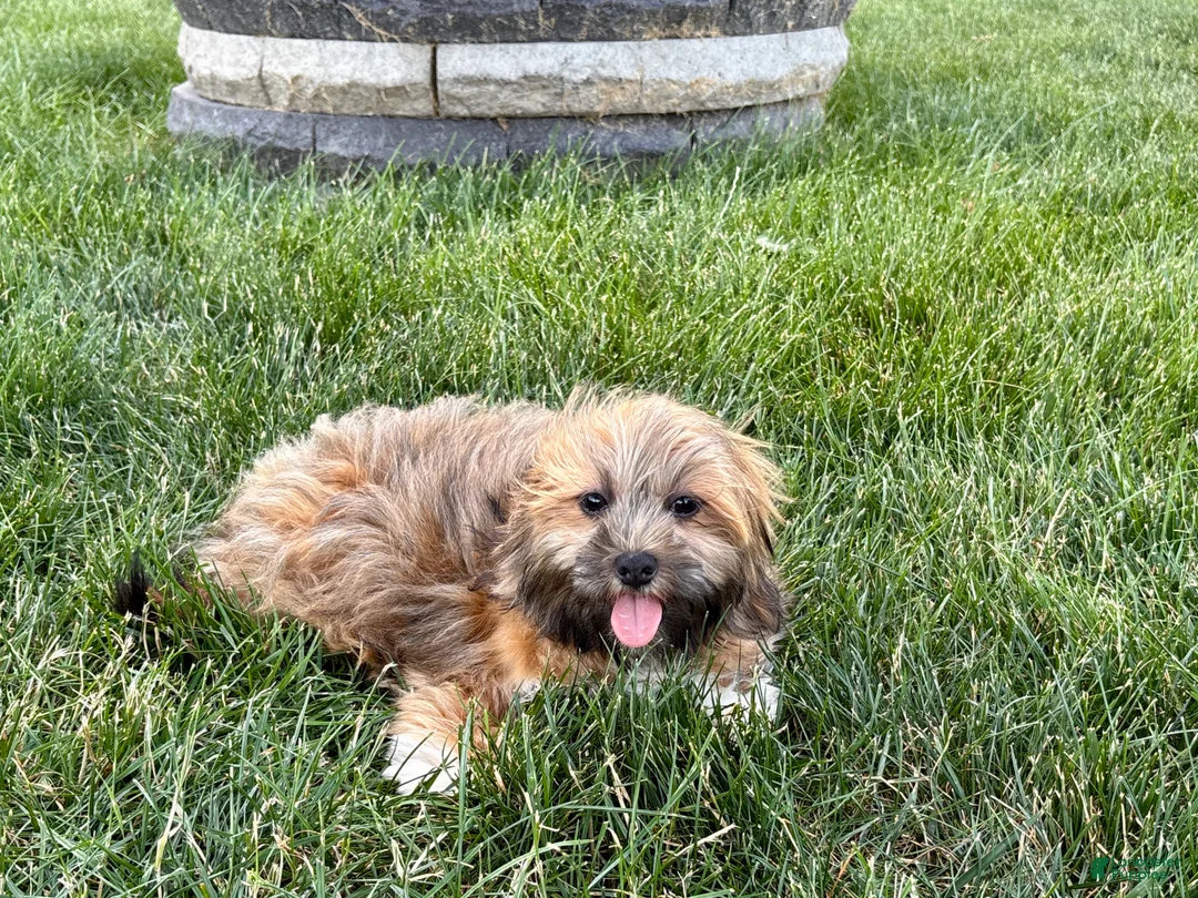 Lhasa Apso dogs for sale: Gloria - Ad 2