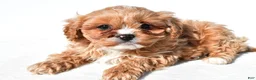 Cavapoo dogs for sale: Ellie - Ad 7