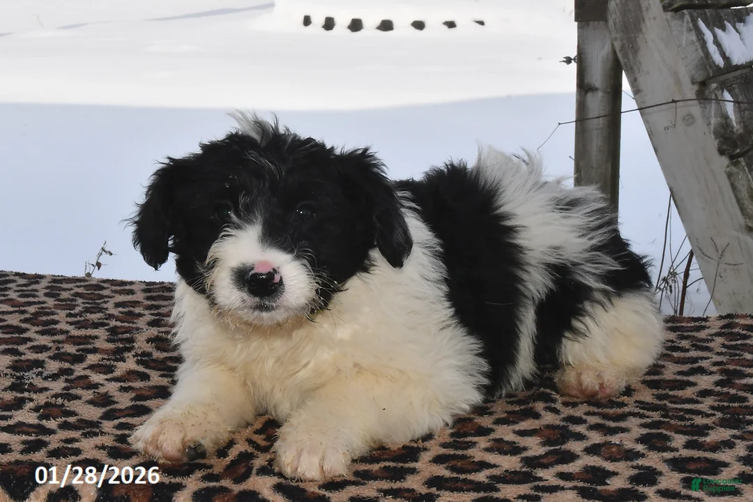 Aussiedoodle dogs for sale: Johnny - Ad 1
