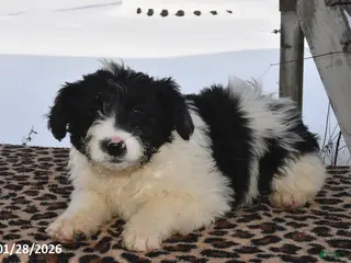 Aussiedoodle dogs Johnny - Ad 6