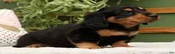 Miniature Dachshund dogs for sale: Teddy - Ad 3