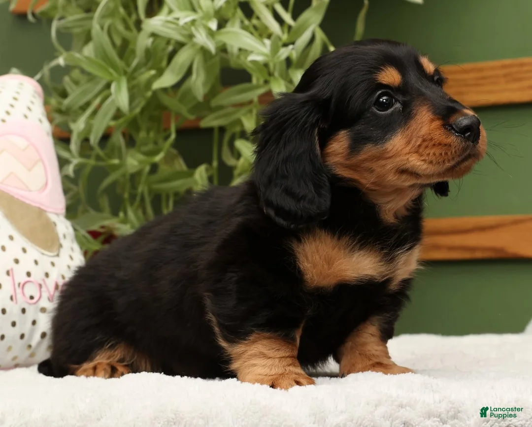Miniature Dachshund dogs for sale: Teddy - Ad 3