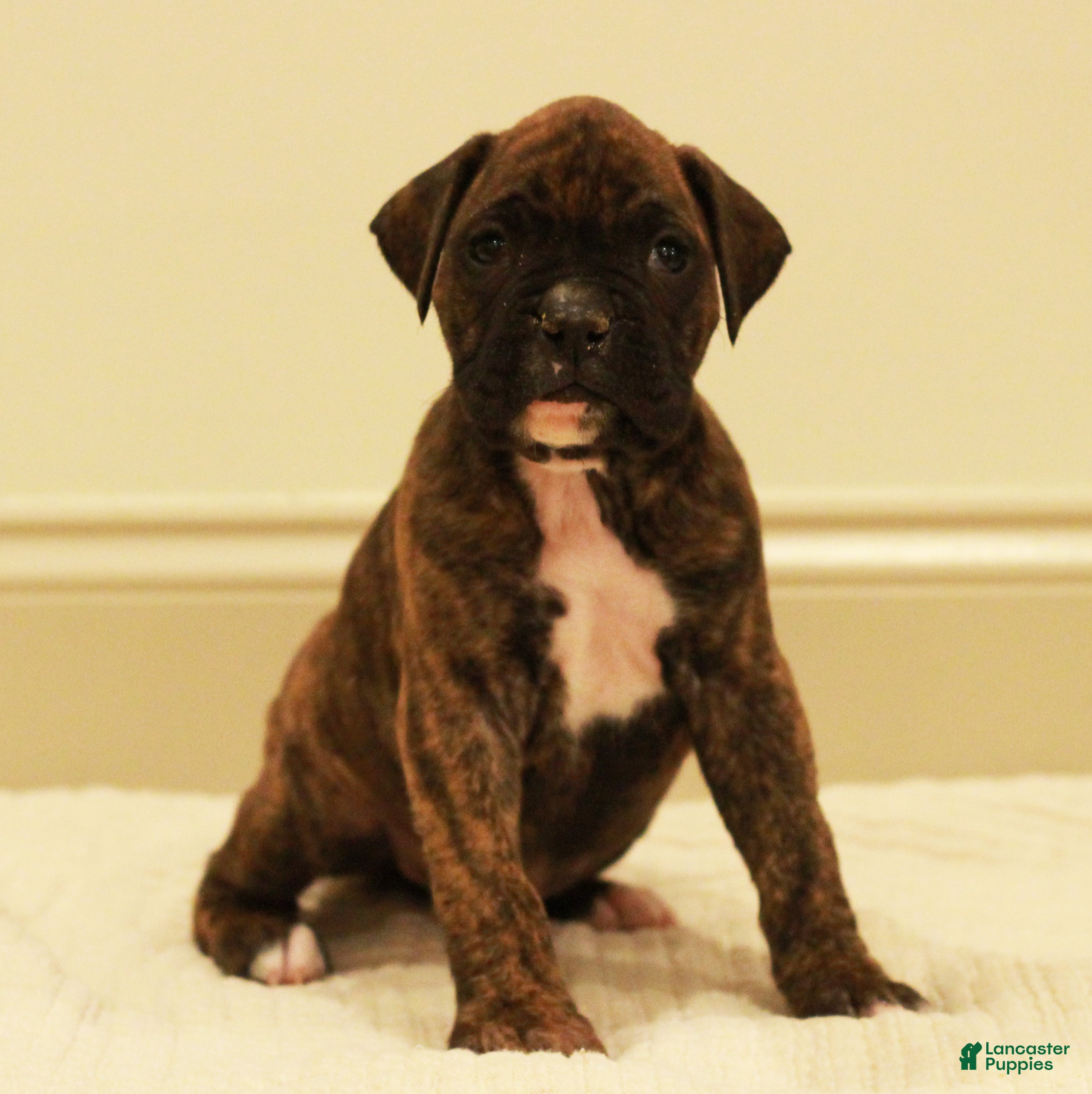 Boxer dogs Max - Ad 4