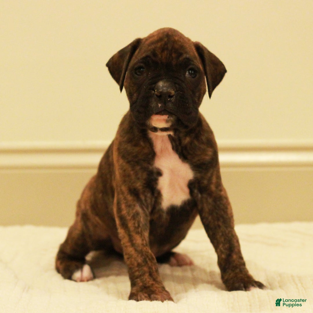 Boxer dogs for sale: Max - Ad 1