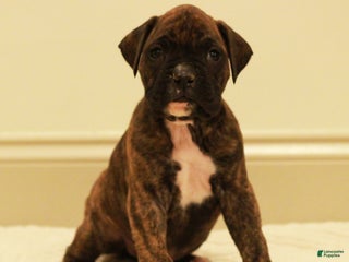 Boxer dogs Max - Ad 4