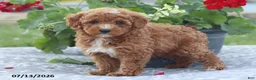 Miniature Poodle dogs for sale: Natasha - Ad 4