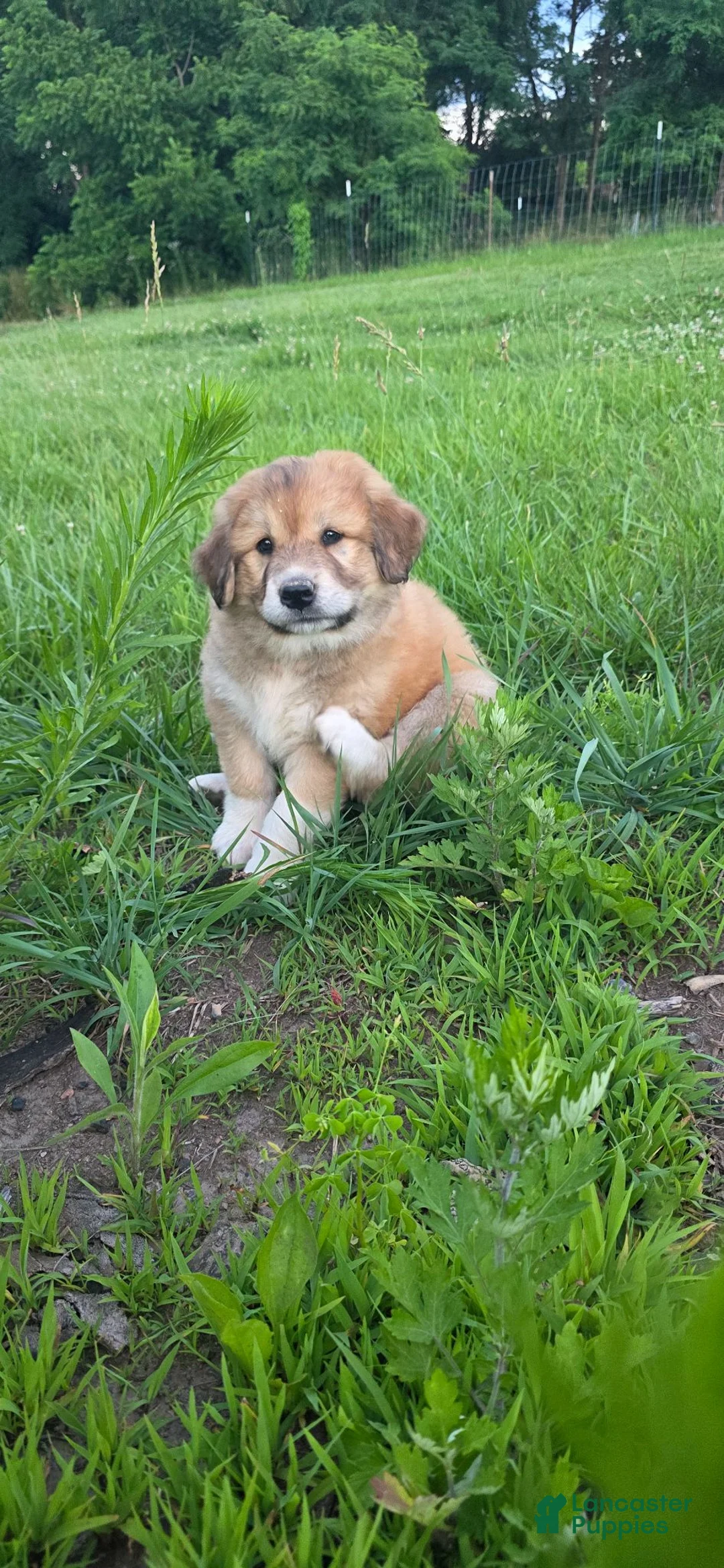 Mixed Breed dogs for sale: Clover - Ad 1