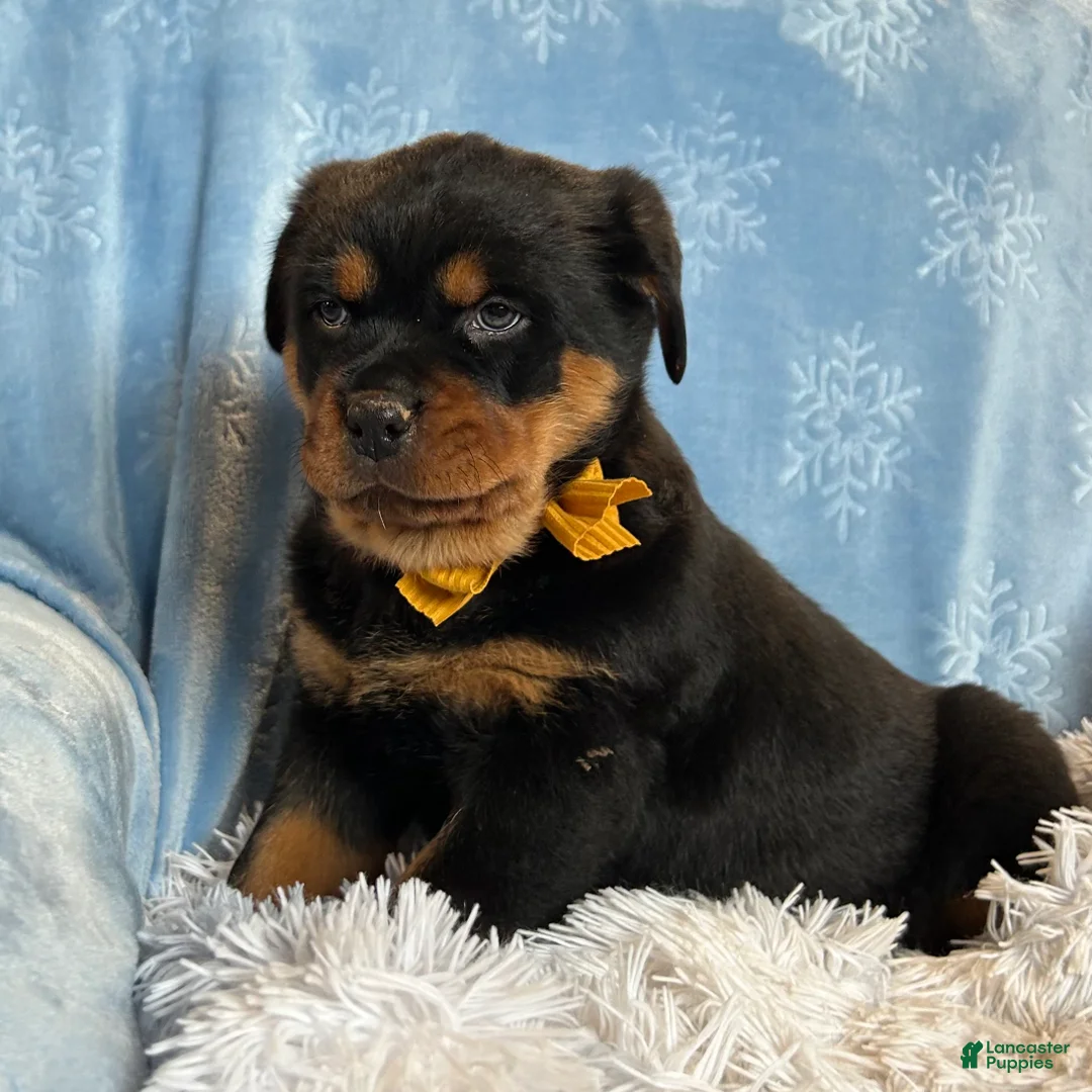 Rottweiler dogs for sale: Sidney - Ad 8