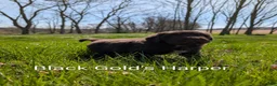 Newfoundland dogs for sale: Harper - Ad 12