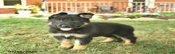 German Shepherd dogs for sale: Truffle  - Ad 5