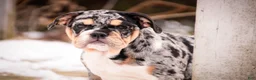 English Bulldog dogs for sale: Glitter - Ad 8