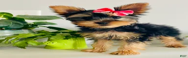 Queenie (teacup)