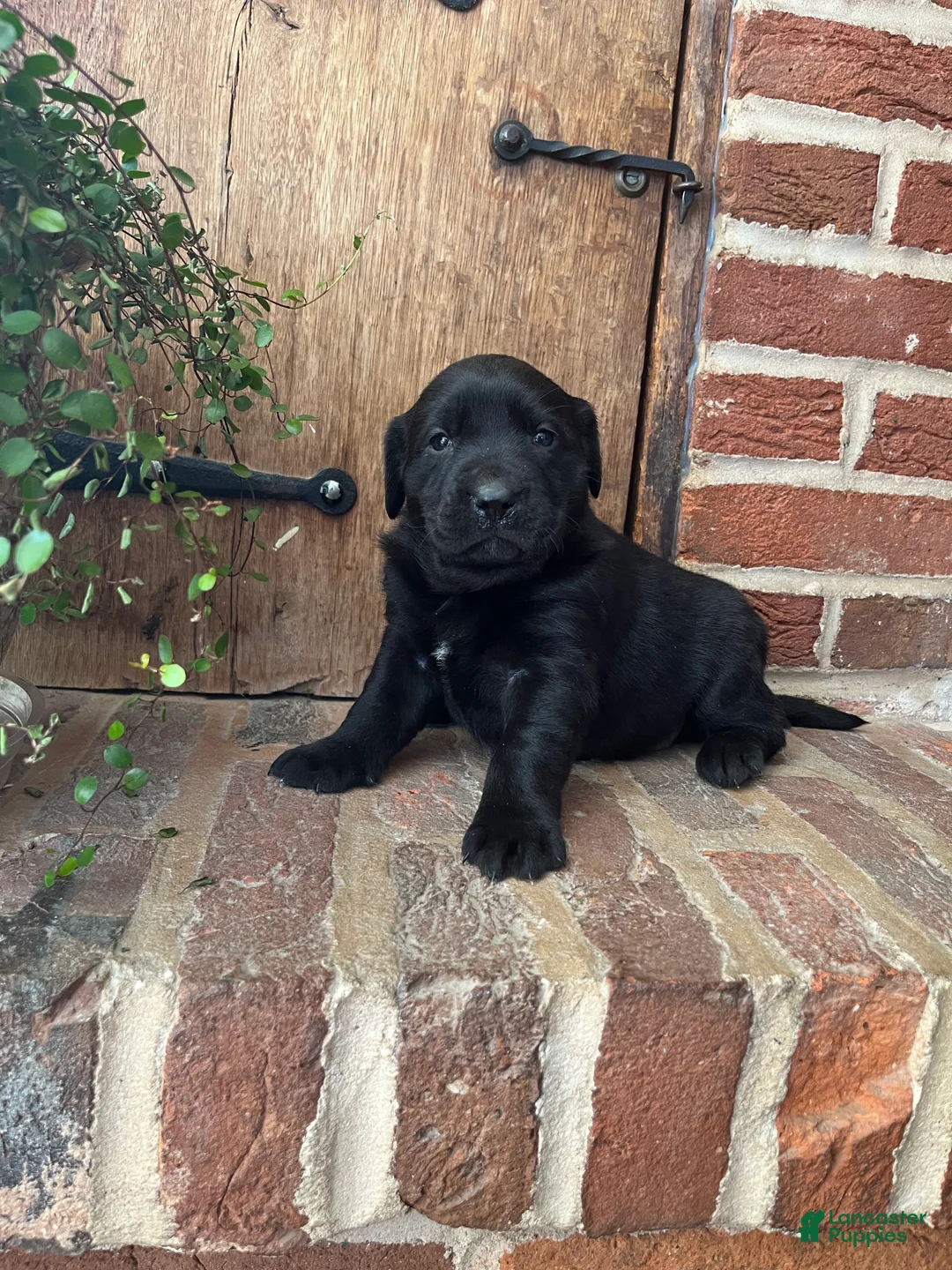 Labrador Retriever dogs for sale: Ruby - Ad 1
