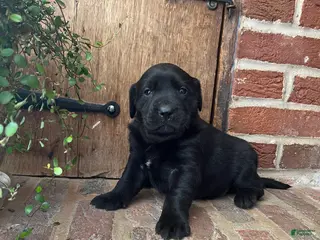 Labrador Retriever dogs Ruby - Ad 19