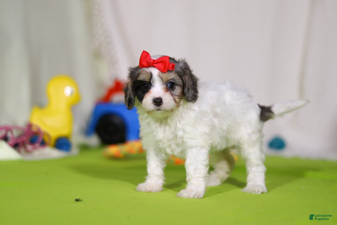 Cavapoo dogs for sale: Sasha - Ad 4