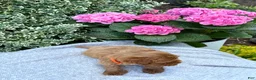Toy Poodle dogs for sale: Patrick - Ad 9