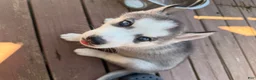 Siberian Husky dogs for sale: Zane - Ad 2