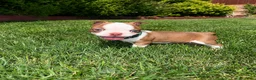 Boston Terrier dogs for sale: Max - Ad 5