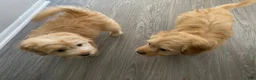 Maltipoo dogs for sale: Maltipoo 1 - Ad 3