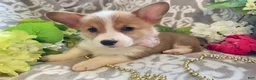 Welsh Corgi Pembroke dogs for sale: Mindy - Ad 10