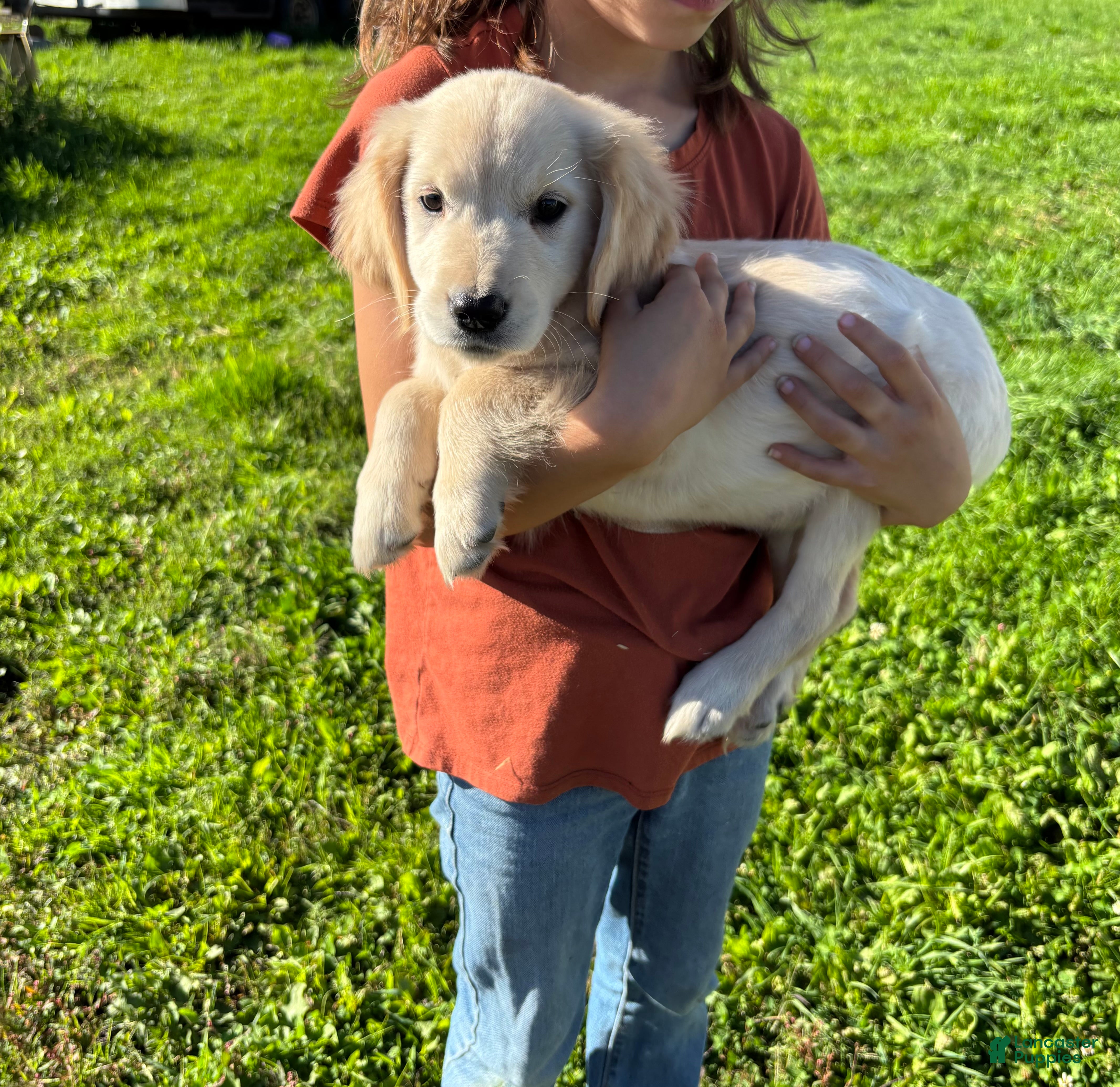 Golden Retriever dogs Cara - Ad 2