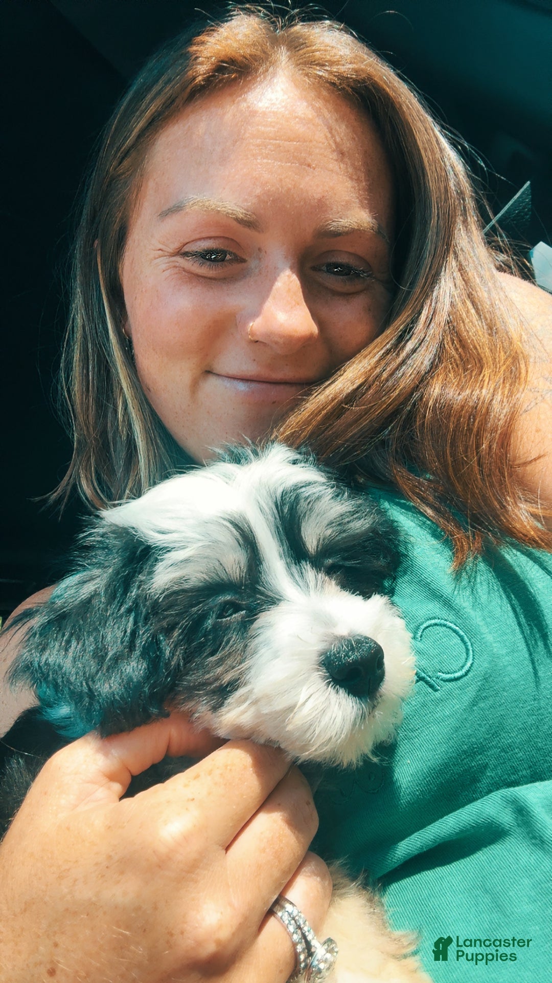 Chinese Crested dogs for sale: Jovie - Powderpuff Chinese Crested - Ad 2