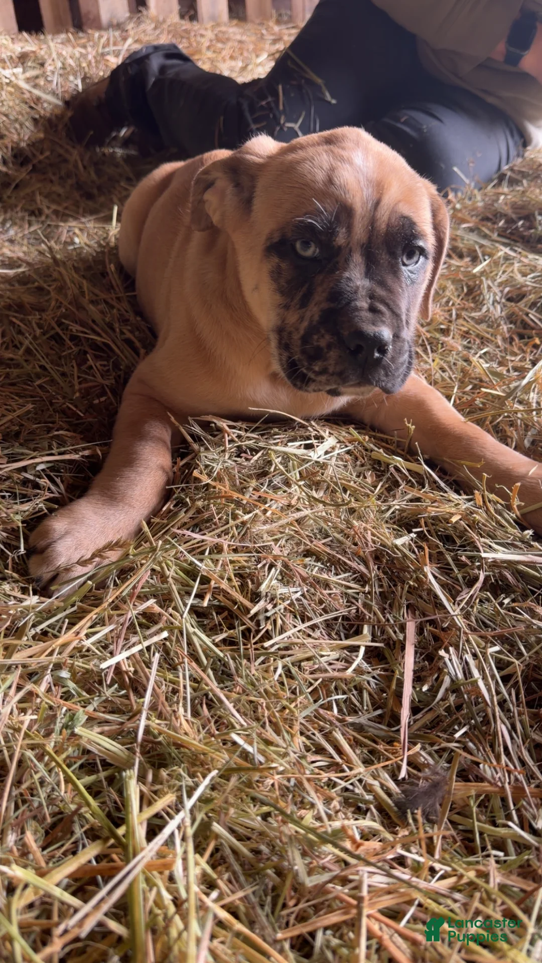 English Mastiff dogs for sale: English Mastiff Puppy 1 - Ad 4