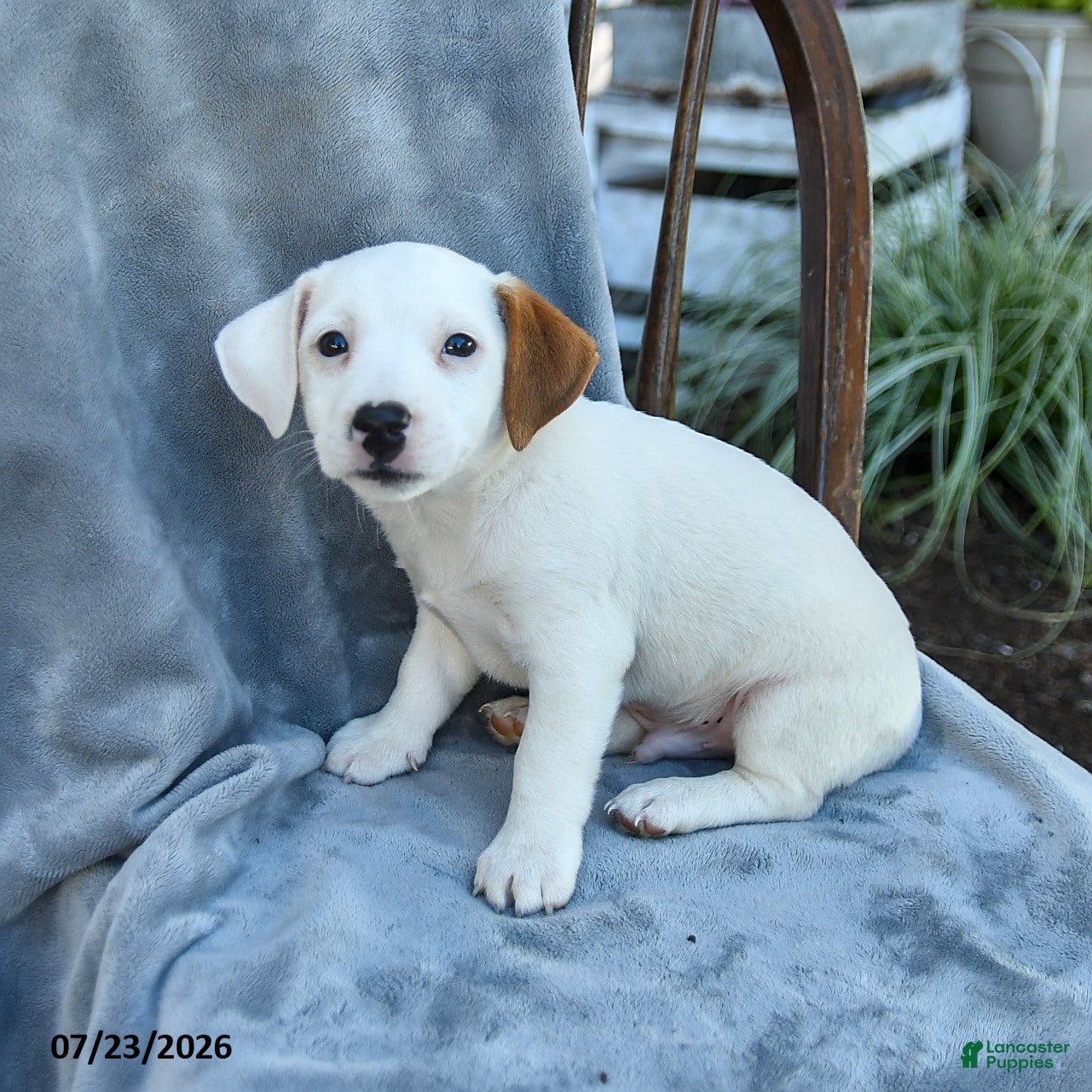 Jack Russell Terrier dogs Nelson - Ad 2