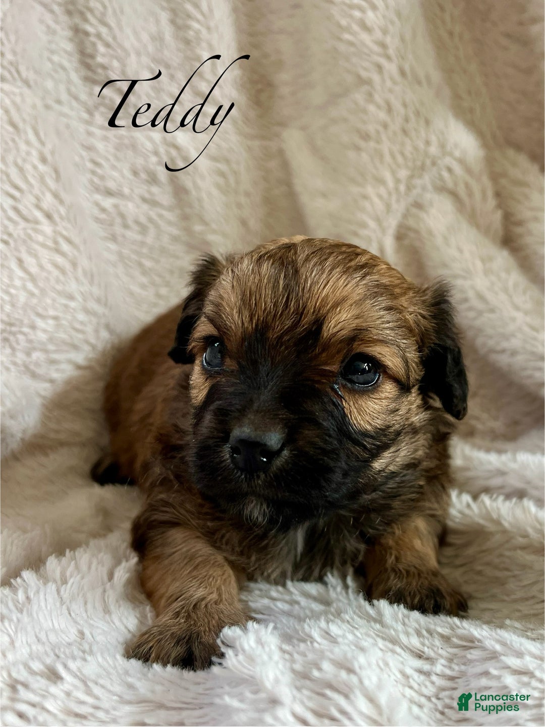 Mixed Breed dogs for sale: Mixed Breed Puppy 4 - Ad 1