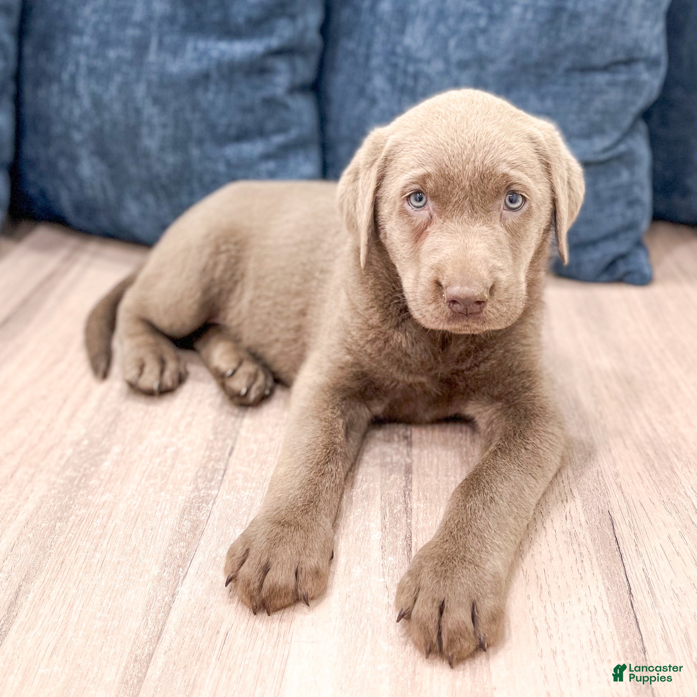 Labrador Retriever dogs Skye - Ad 2