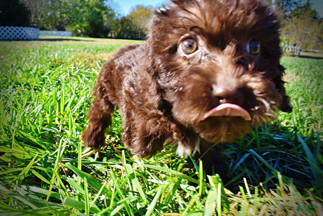 Havapoo dogs for sale: Itsy - Ad 7