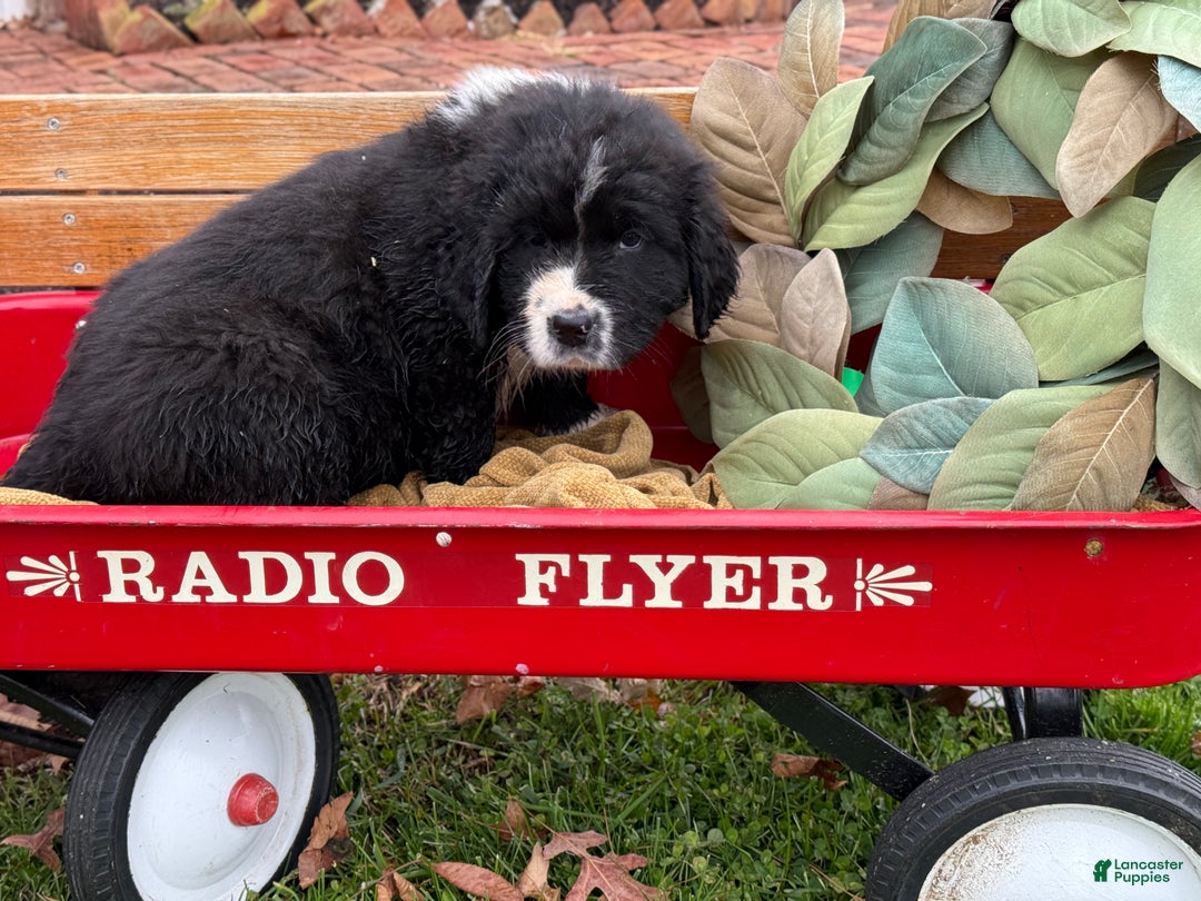 Mixed Breed dogs for sale: Watson - Ad 5