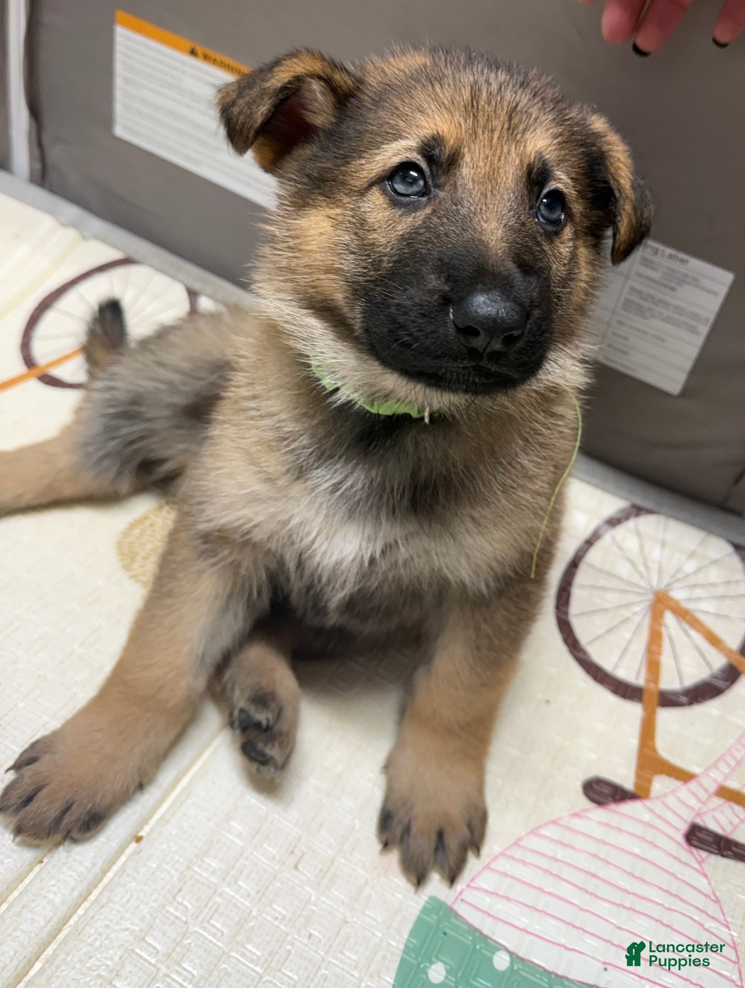 German Shepherd dogs Max - Ad 15