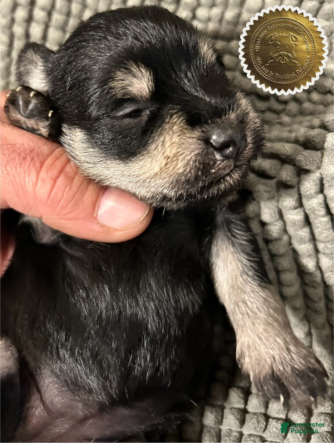Miniature Schnauzer dogs for sale: ROSIE - Ad 5