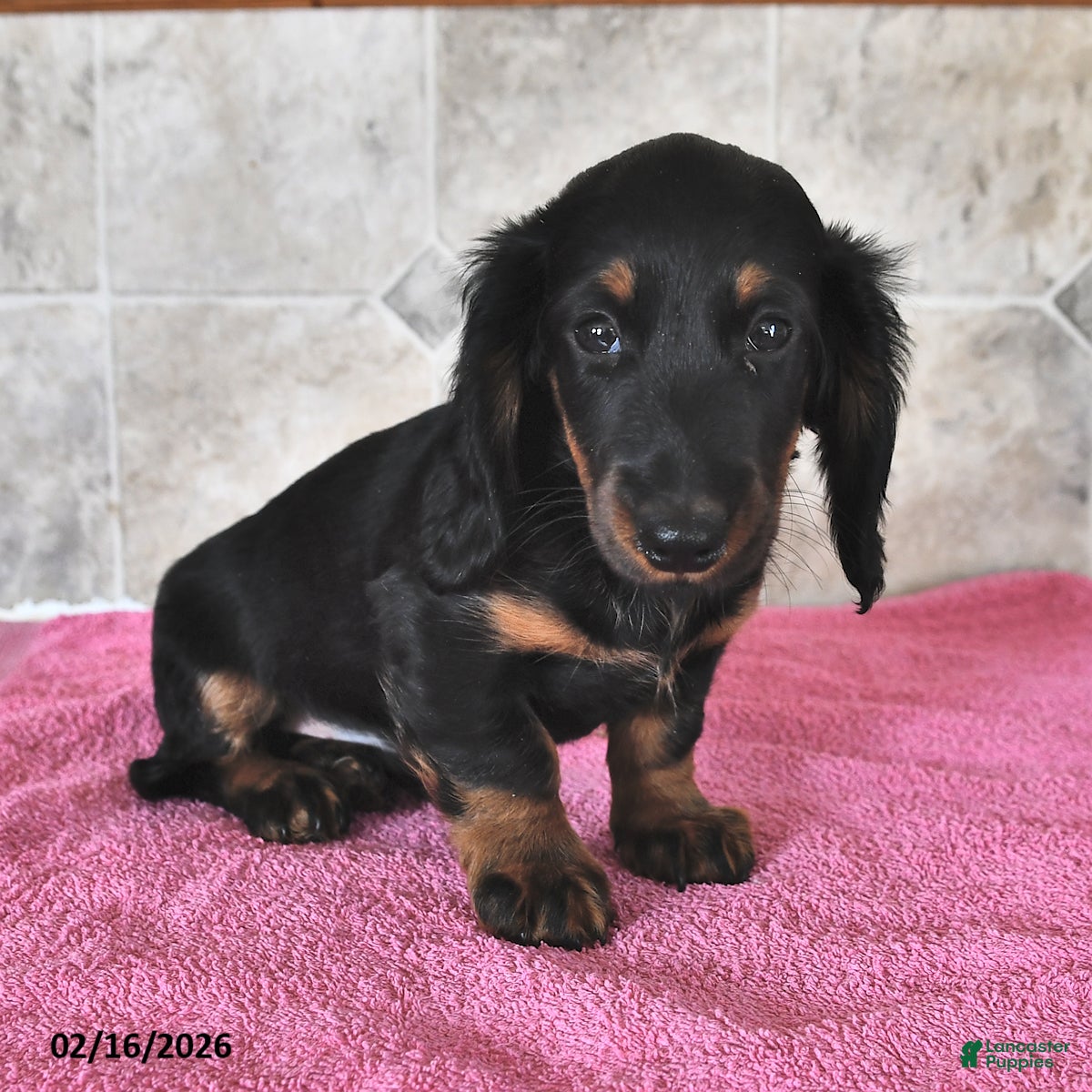 Miniature Dachshund dogs Rex - Ad 2