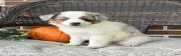 Miniature Australian Shepherd dogs for sale: Rue - Ad 4
