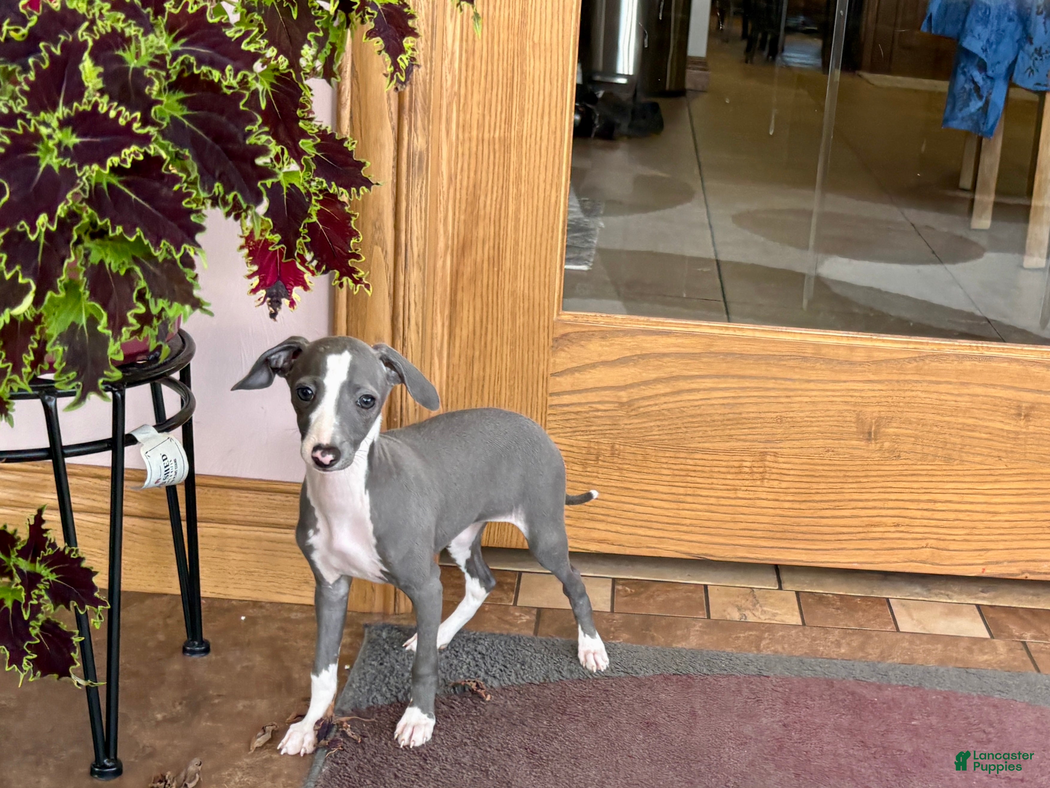 Italian Greyhound dogs Italian Greyhound 3 blue girl  - Ad 1