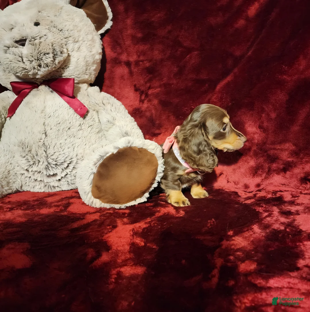 Miniature Dachshund dogs for sale: KISSES - Ad 10