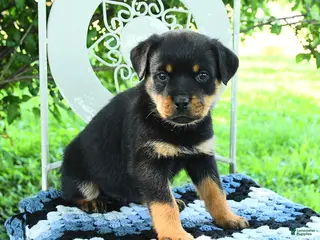 Rottweiler dogs for sale: Jade - Ad 1